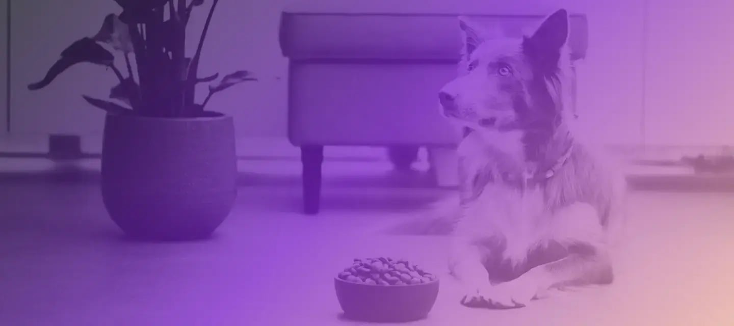 Photograph of a dog next to food with a purple gradient filter
