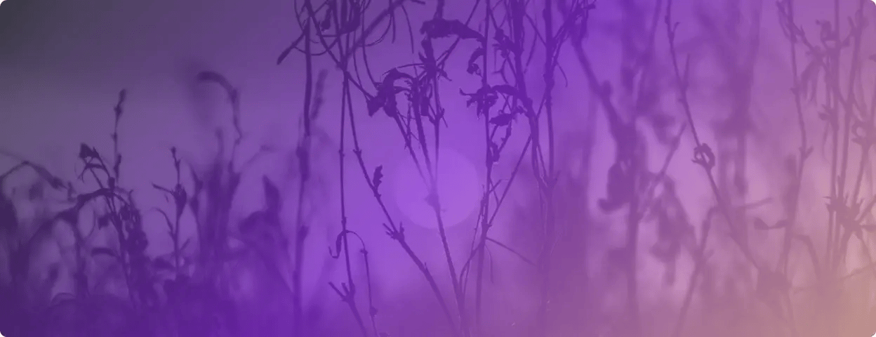 Photograph of a sunset behind weeds with a purple filter