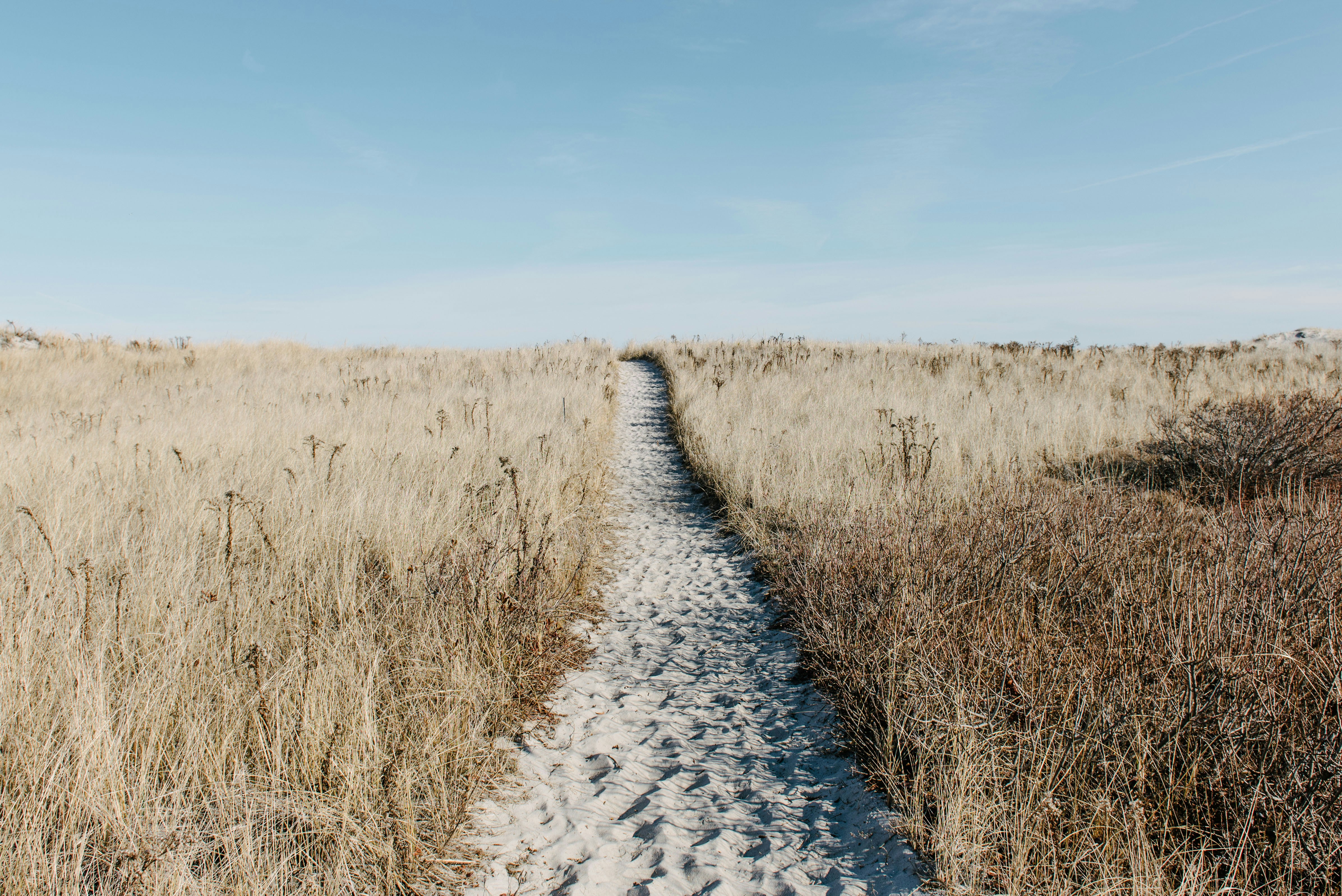 A sand pathway between tall grass
